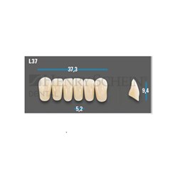 Vitapan Plus Anterior Shade A3 Lower Mould L37 Set 6