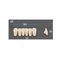 Vitapan Plus Anterior Shade A4 Lower Mould L35 Set 6