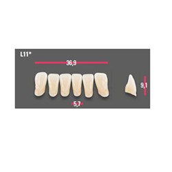 Vitapan Anterior Shade C1 Lower Mould L11 Set 6