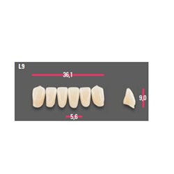 Vitapan Anterior Shade C1 Lower Mould L9 Set 6