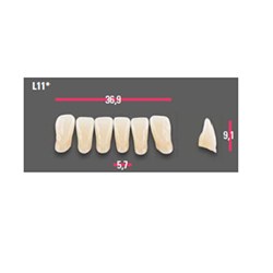 Vitapan Anterior Shade C4 Lower Mould L11 Set 6