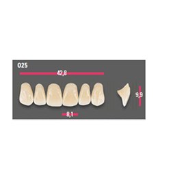 Vitapan Anterior Shade C4 Upper Mould O25 Set 6