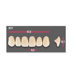Vitapan Anterior Shade C4 Upper Mould X77 Set 6
