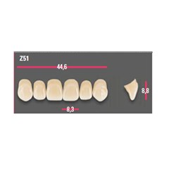 Vitapan Anterior Shade C4 Upper Mould Z51 Set 6
