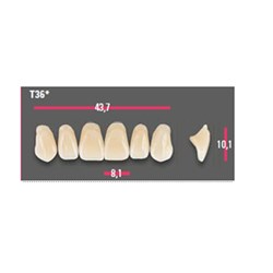 Vitapan Anterior Shade D3 Upper Mould T36 Set 6