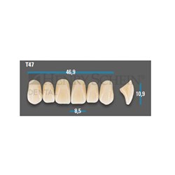 Vitapan Plus Anterior Shade D3 Upper Mould T47 Set 6