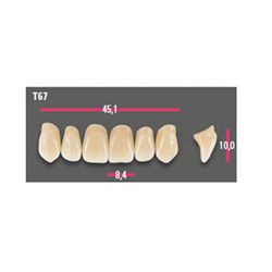 Vitapan Anterior Shade D3 Upper Mould T67 Set 6