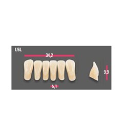 Vitapan Anterior Shade D4 Lower Mould L5L Set 6