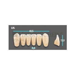 Physiodens Anterior Shade A1 Lower Mould L8L Set 6