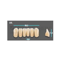 Physiodens Anterior Shade A2 Lower Mould L6L Set 6