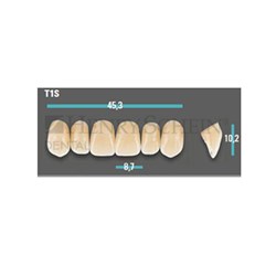 Physiodens Anterior Shade A2 Upper Mould T1S Set 6