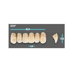 Physiodens Anterior Shade B4 Upper Mould O1S Set 6