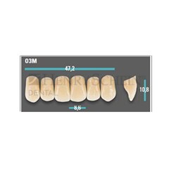 Physiodens Anterior Shade C1 Upper Mould O3M Set 6