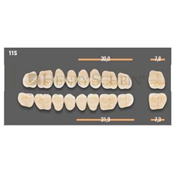VITAPAN SYNOFORM POSTERIORS/8L