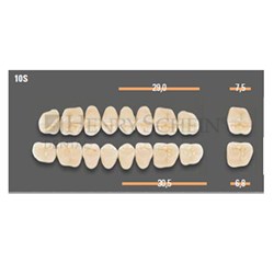 VITAPAN SYNOFORM POSTERIORS/8L
