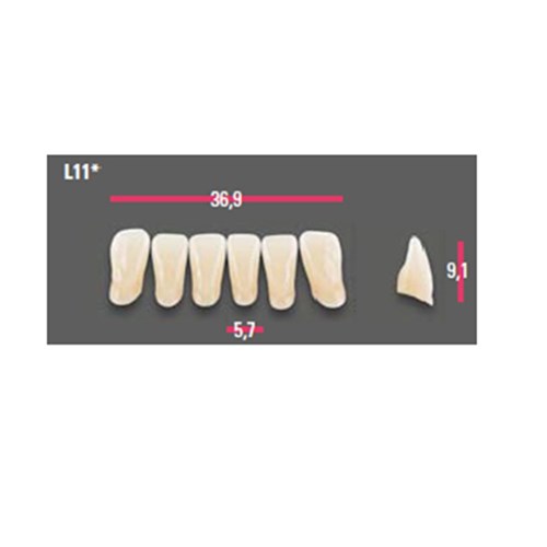 Vitapan Anterior Shade A1 Lower Mould L11 Set 6