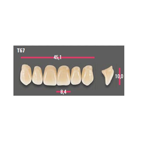 Vitapan Anterior Shade C1 Upper Mould T67 Set 6