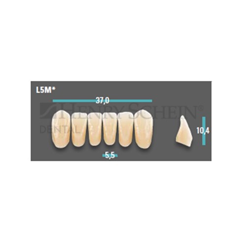 Physiodens Anterior Shade A1 Lower Mould L5M Set 6