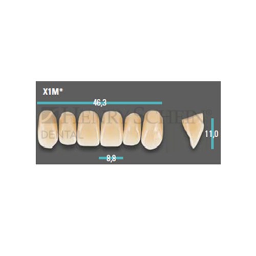 Physiodens Anterior Shade B2 Upper Mould X1M Set 6