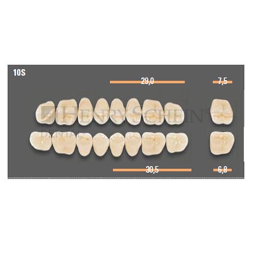 VITAPAN SYNOFORM POSTERIORS/8U